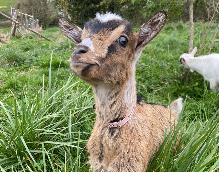 Ferme pédagogique proche de Carmaux